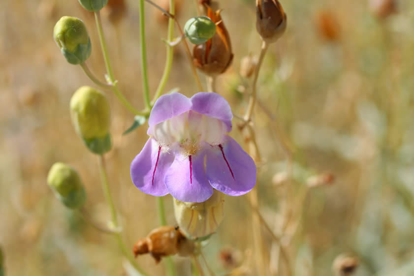 The Panamint penstemon is not only at home here in the Panamint Range, but can also be found in the Argus and Inyo Mountains.