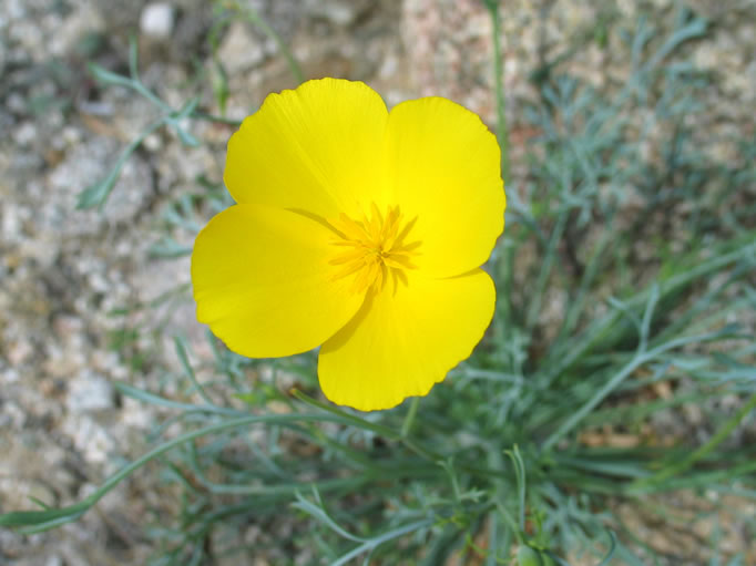 desert poppy