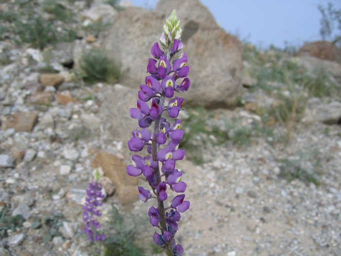 The yellow spot on the upper petal of the Arizona lupine turns red after pollination.
