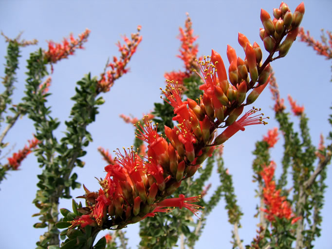 ocotillo blooms