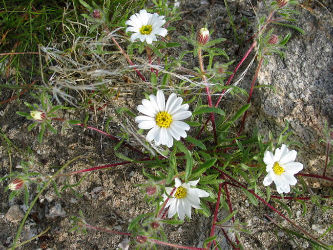 Desert star, another 