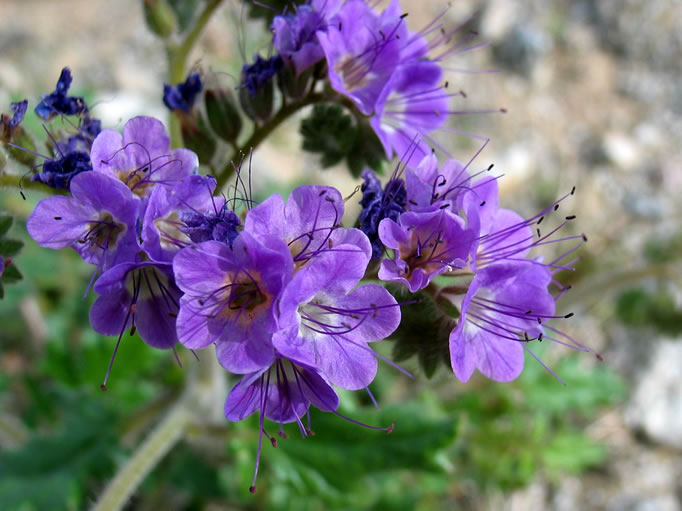 notch-leafed phacelia