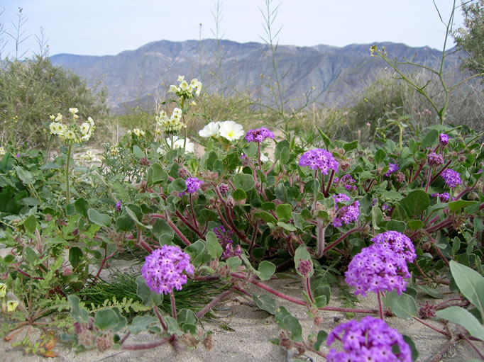 A mixture of flowers in Font's Wash with the Santa Rosa Mountains in the background.