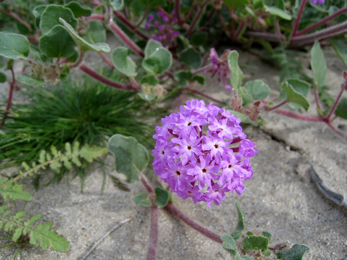 Close-up of a sand verbena.