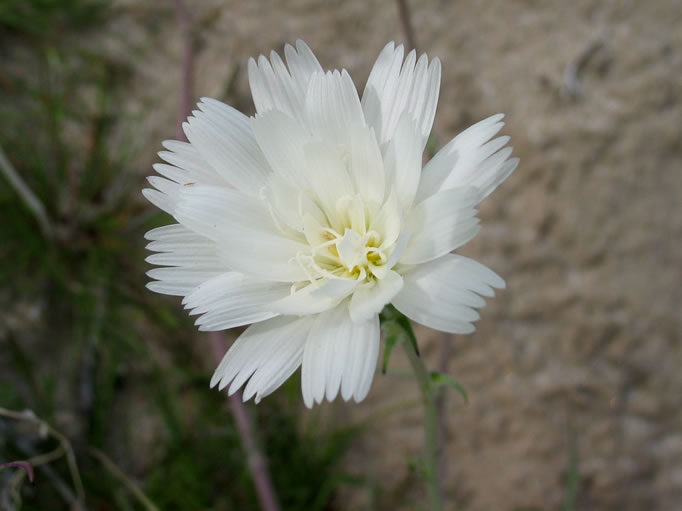 desert chicory