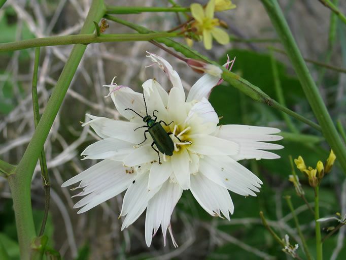 Chicory with a visitor.