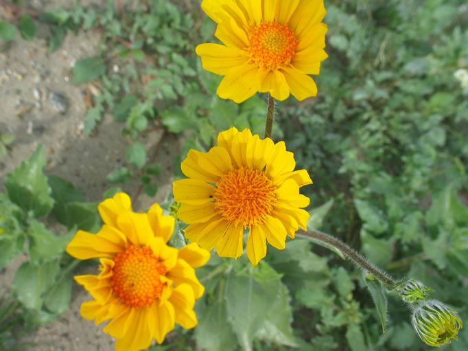 desert sunflower