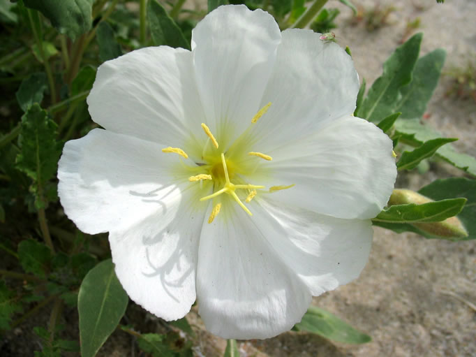 A closer look at the dune primrose.