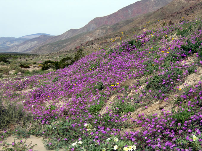 A hillside of sand verbena along Henderson Canyon Drive.