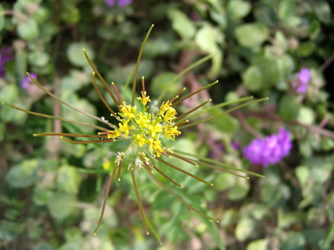 wild mustard aka London rocket