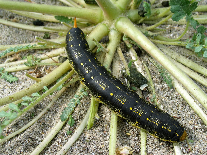 White-lined Sphinx Moth caterpillar