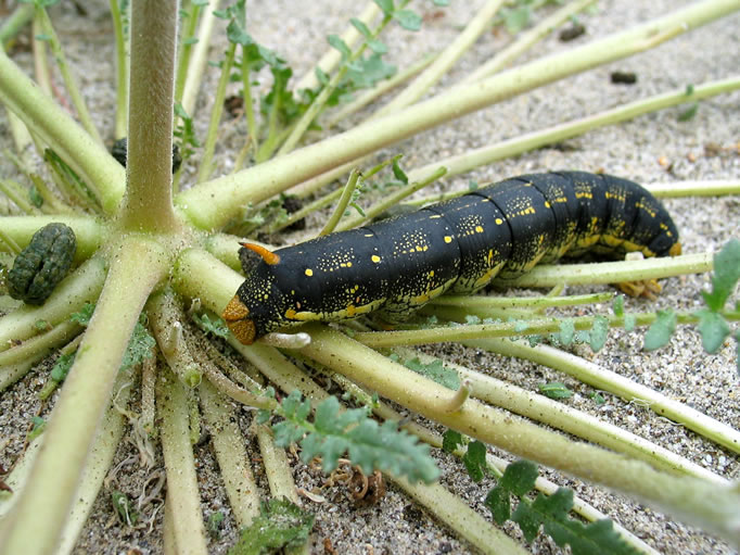 White-lined Sphinx Moth caterpillar