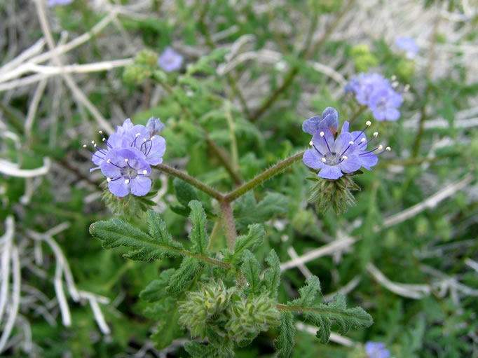 phacelia