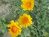 desert sunflower (66kb)
