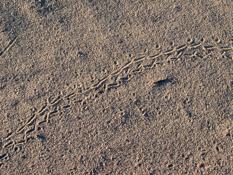 Footprints of a foraging Pinacate Beetle, more commonly known as a stink beetle.