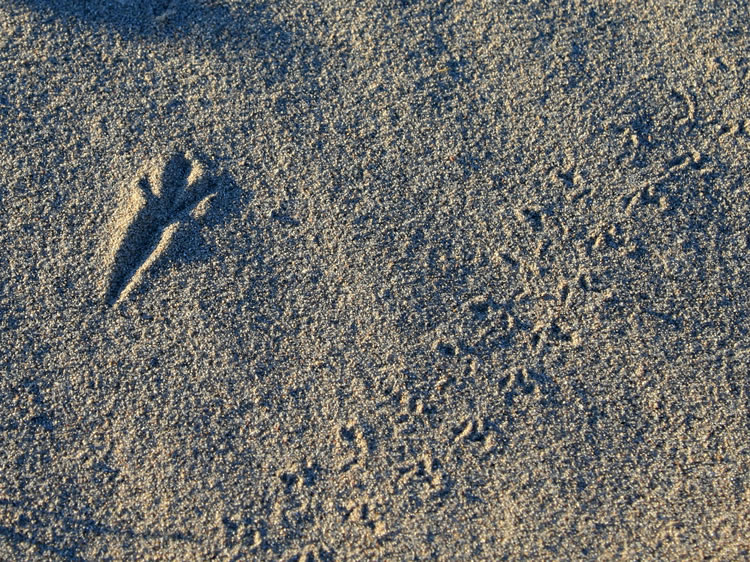 Beetle tracks with a bird print.