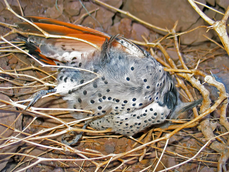 The dead quail just inside the entrance doesn't add to any sense of security!