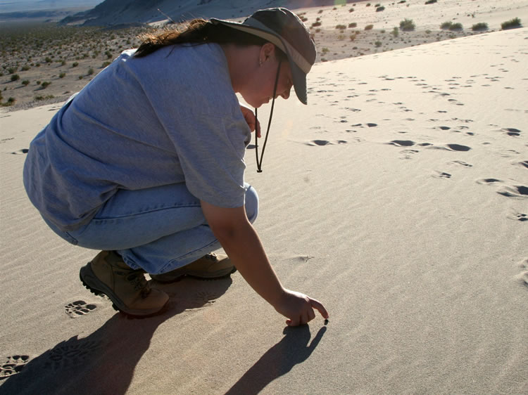 Alysia finds a rain beetle on the dune.  This is a scarab of the genus Pleocoma, so named because of its hairy underside.