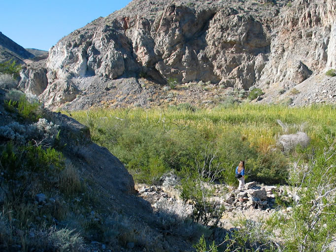 Niki wanders over to explore the spring area.