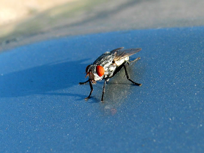 A nasty fly on the hood of the Lizardmobile.