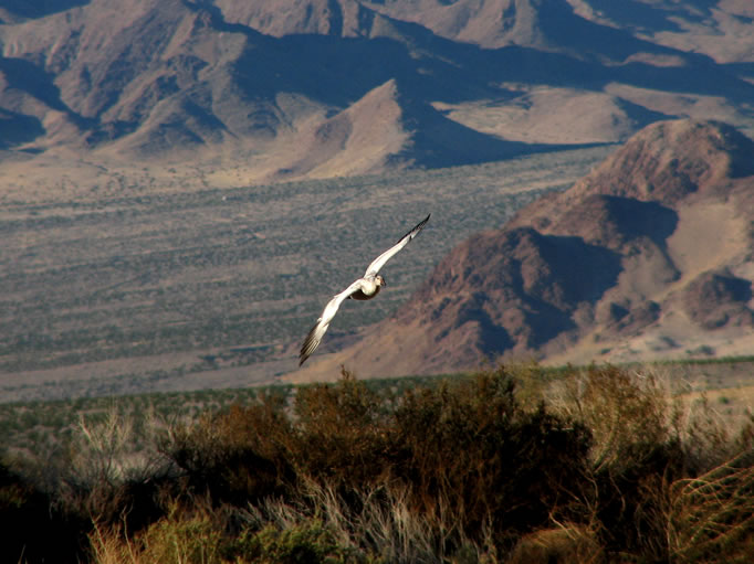 It's kinda neat seeing a goose flying in the desert!