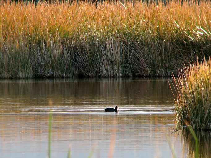 A coot quietly paddles across a pond.
