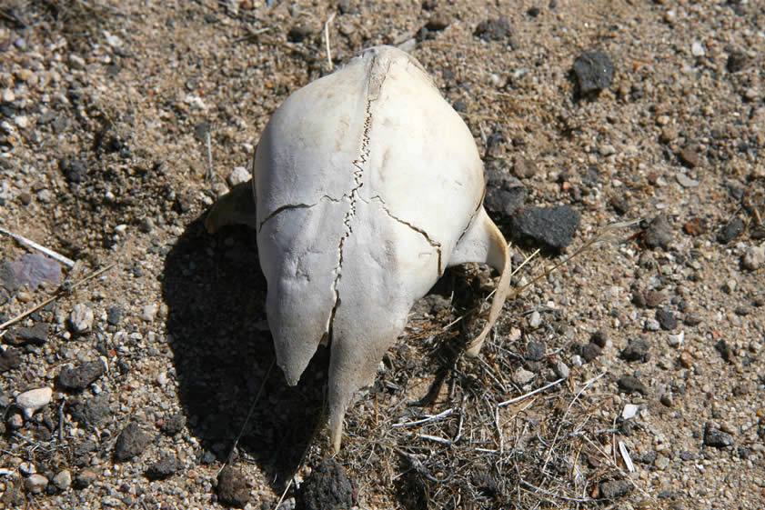 A coyote skull.