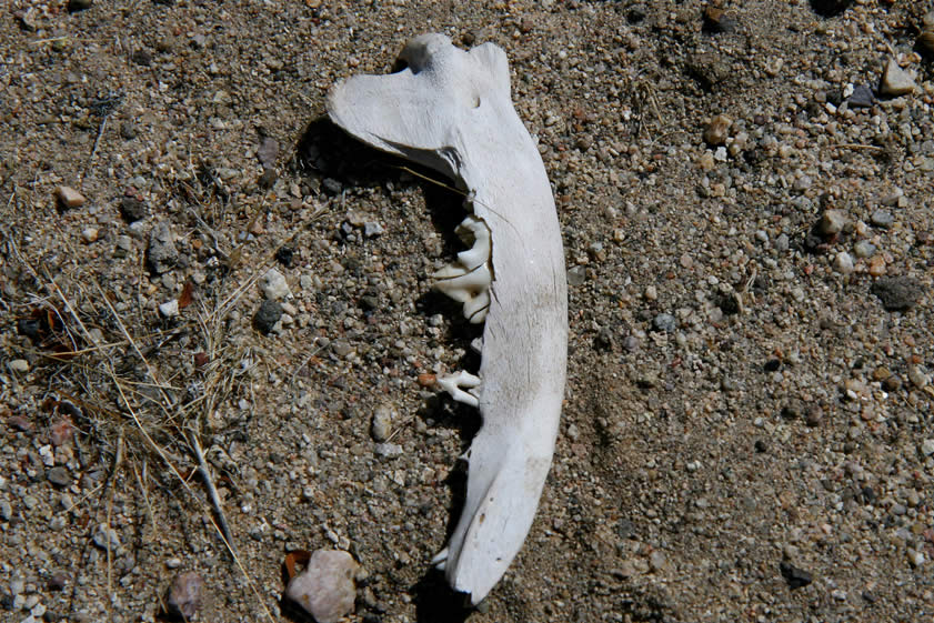 A jawbone is found nearby.