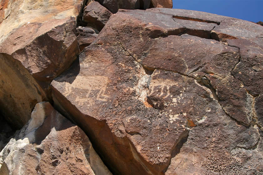 This image, possibly of a bighorn giving birth, is one of our favorites.