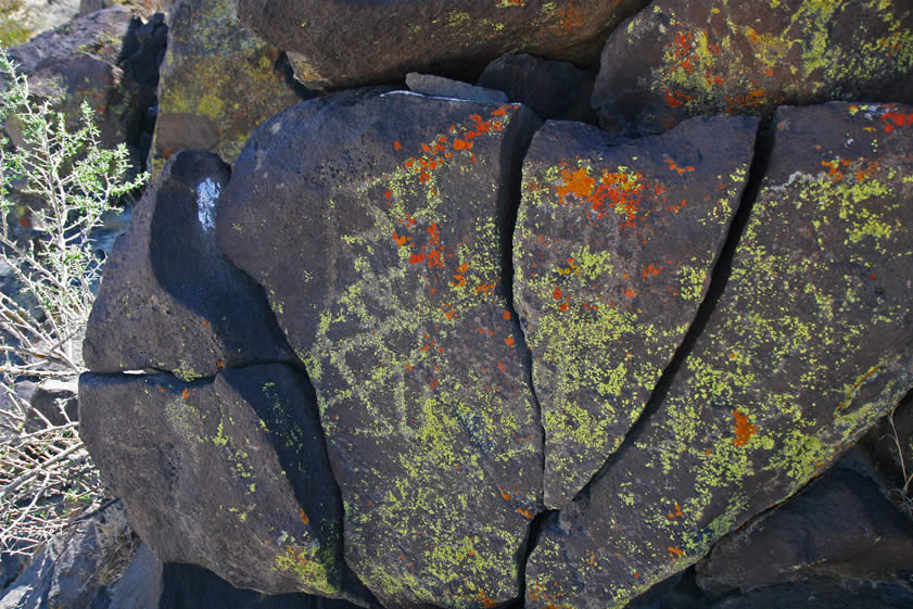 Once back at the truck we notice that the outcrop that we're parked next to has some very old petroglyphs on it that have been overgrown by lichen.