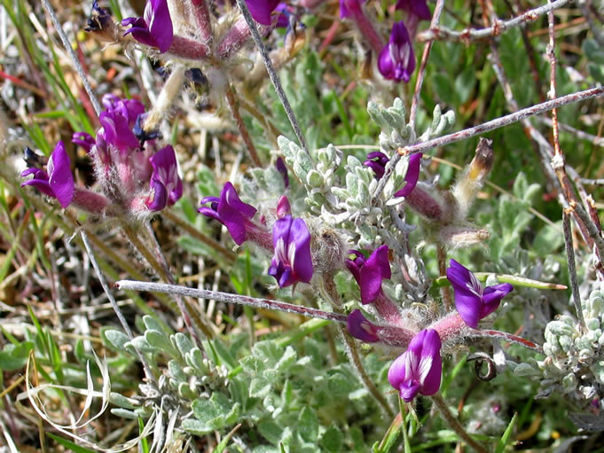 Some of the few wildflowers that we encountered on the way up to the plateau.