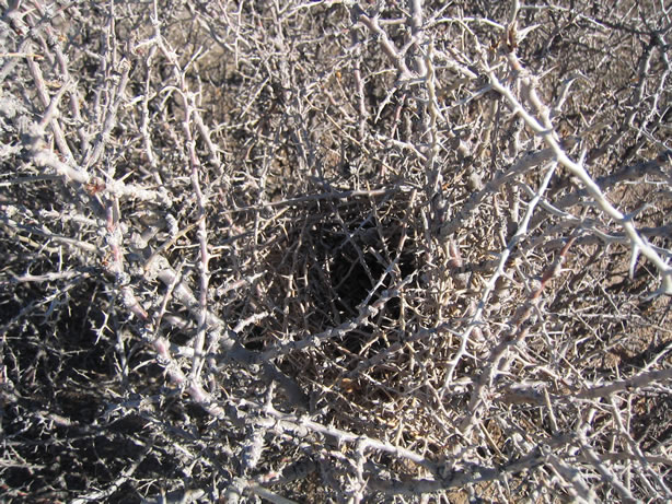 A well hidden bird's nest.