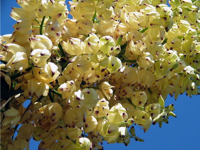 A close-up view of a yucca bloom.