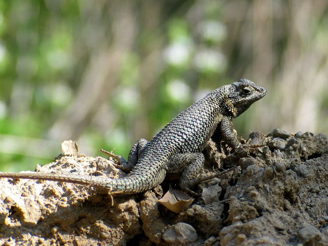 Another granite spiny lizard.