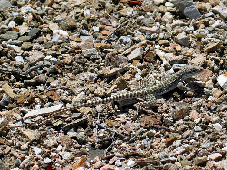 Several leopard lizards with their distinctive markings scurried out of the way.  Niki got a great shot of this one.