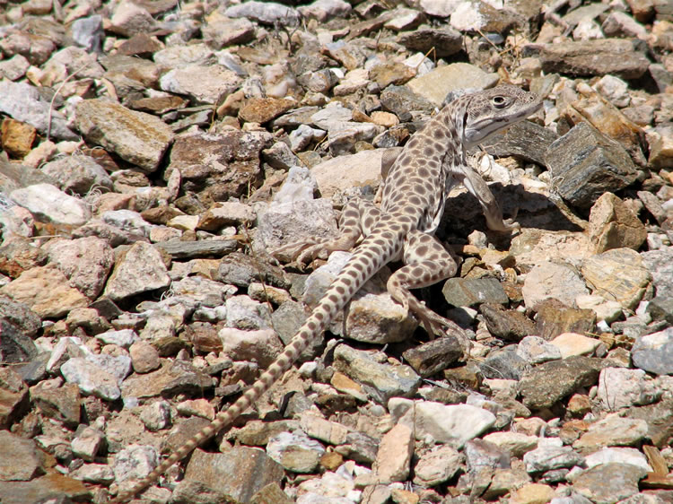 We come upon another leopard lizard near the can dump.