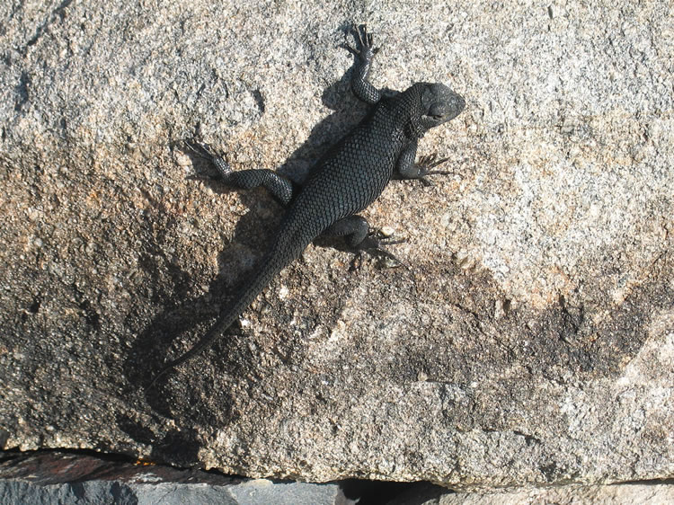 A granite spiny lizard soaks up the late afternoon sunlight on the stones of the furnace.