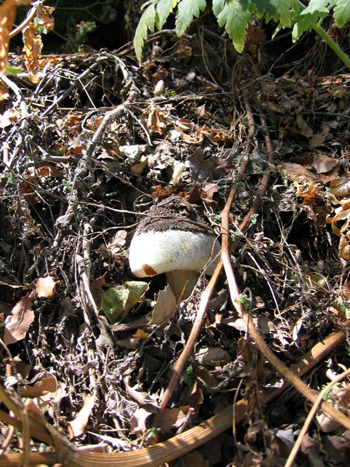 Mushroom with dirt cap.