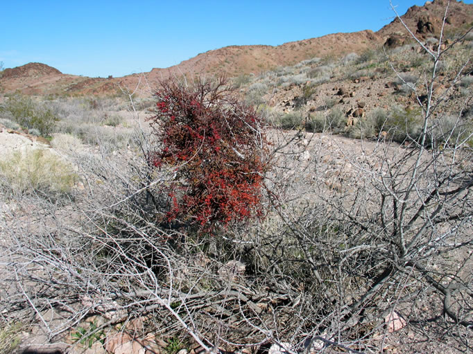 Desert mistletoe.