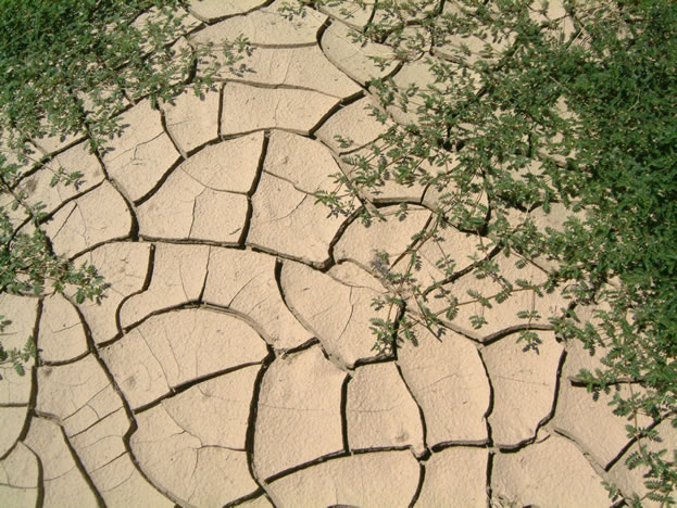 It's dry now, but you can see by the vegetation that it provided needed water.