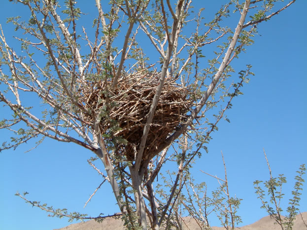 A bird's nest in the wash approaching the Old Dominion Mine.