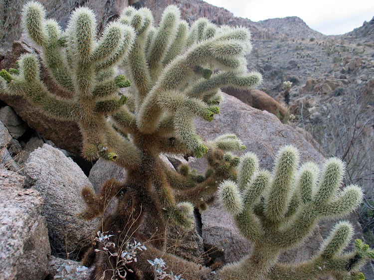 A big cholla shows off its silvery spines.