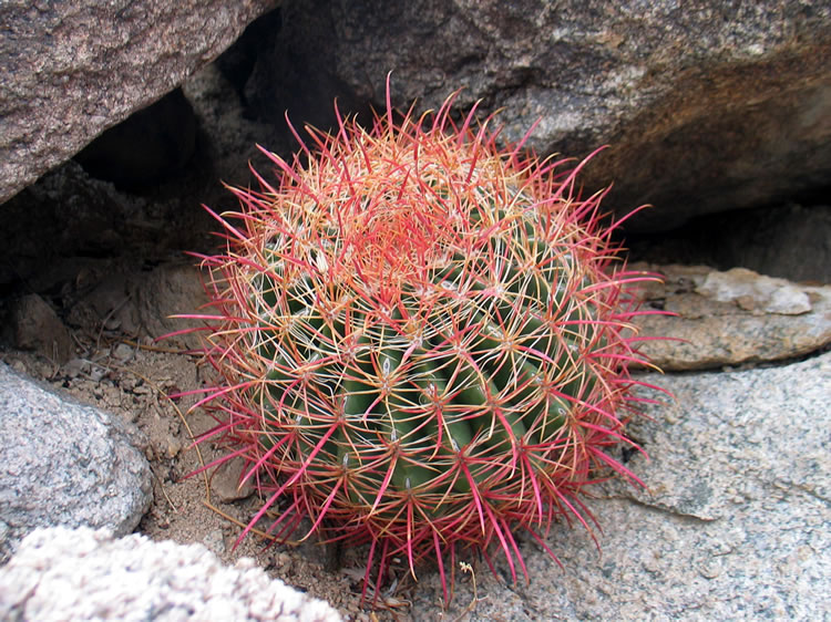 A colorful barrel cactus.