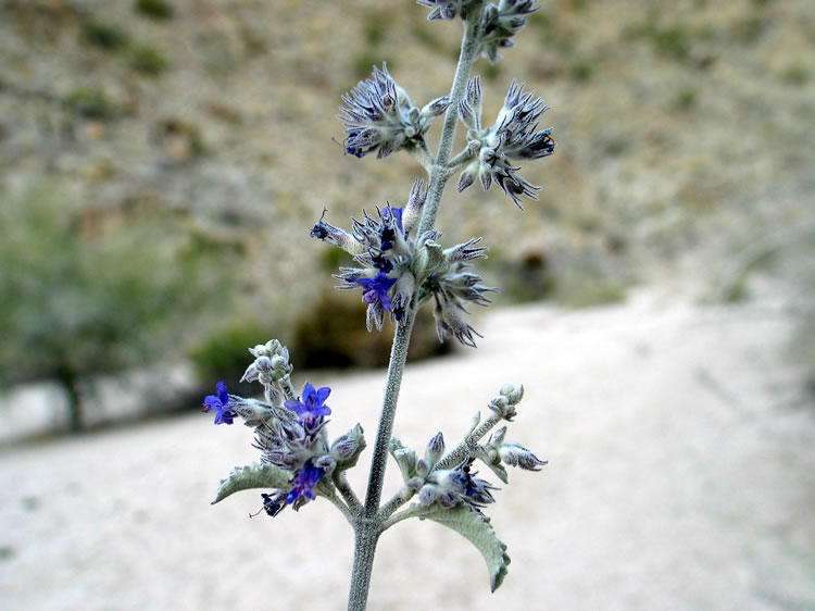 The aromatic desert lavender.