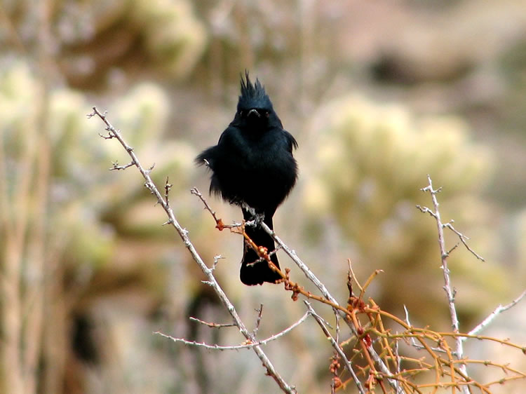 A phainopepla perches above sprigs of desert mistletoe.