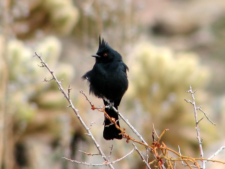 After eating the berries, the phainopepla excretes them in a sticky mass that adheres to tree branches and a new desert mistletoe parasite begins life.