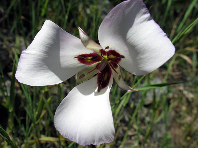 Catalina mariposa lily