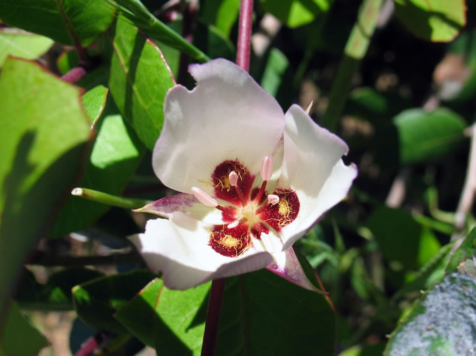 Catalina mariposa lily