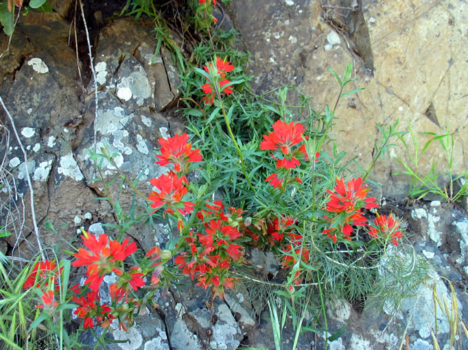 Indian paintbrush