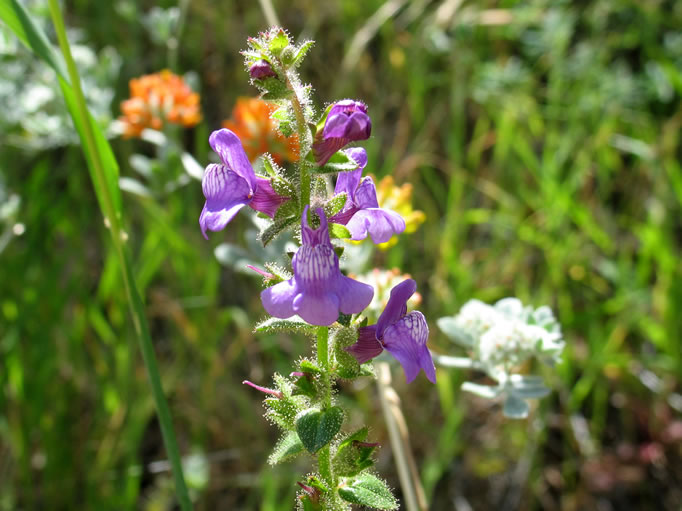 We loved the spiky tendrils on the stem of this as yet undetermined plant.